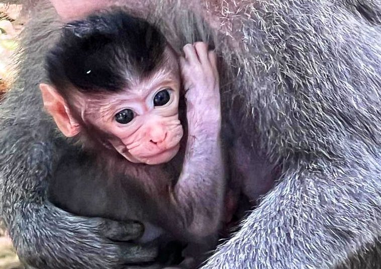 monkeys forest
