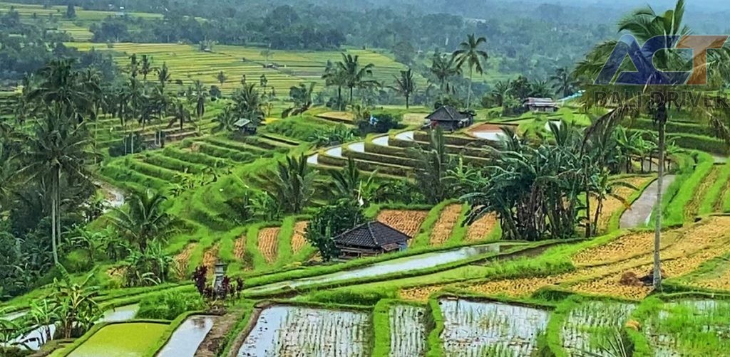 Bali Private Sightseeing Tour 2025