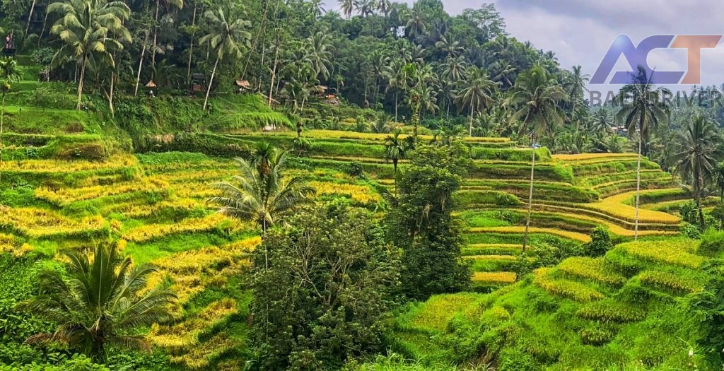 Full Trip Ubud Tour